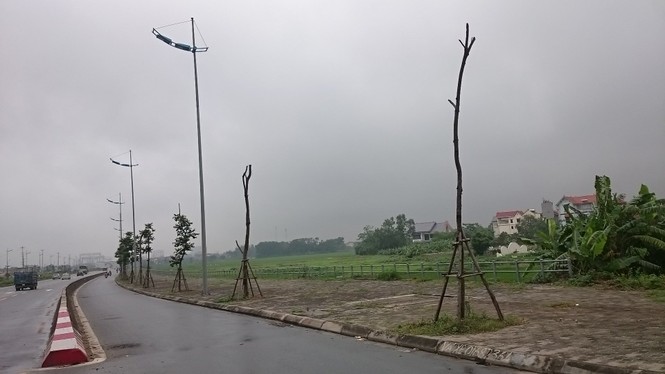 cây xanh chết, trồng lại chết, đông trù, lý sơn - ảnh 1