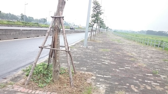 cây xanh chết, trồng lại chết, đông trù, lý sơn - ảnh 3