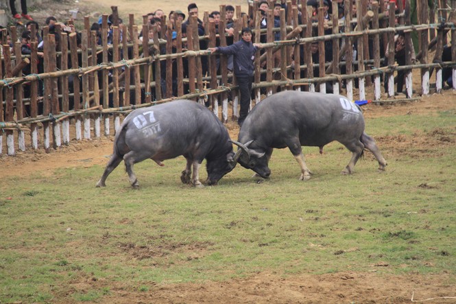 Nảy lửa những cú 'hổ lao' ở chọi trâu Hải Lựu - ảnh 5