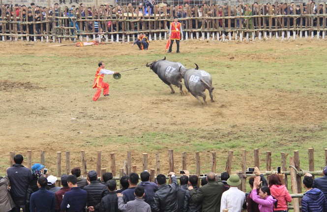 Nảy lửa những cú 'hổ lao' ở chọi trâu Hải Lựu - ảnh 7