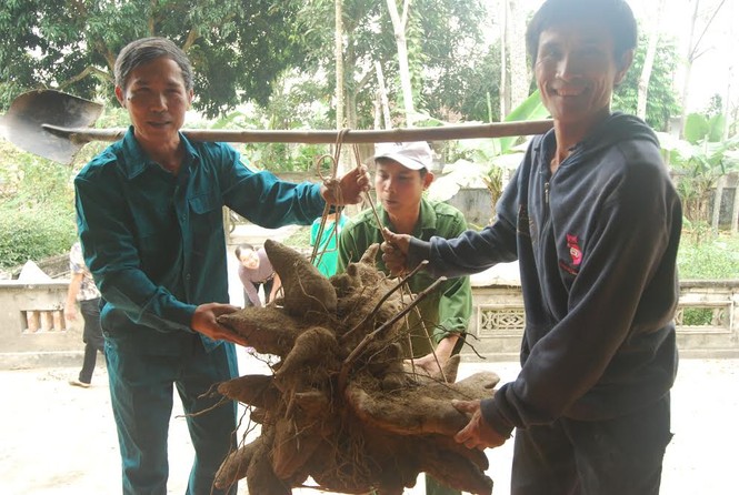 Kỳ thú củ khoai vạc rồng “khủng” của nông dân Nghệ An - ảnh 1