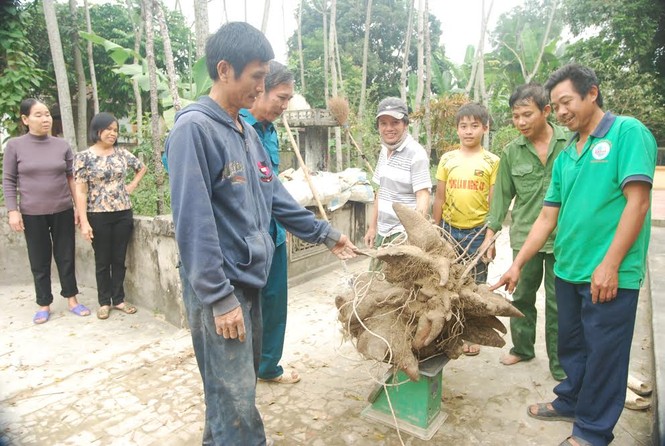 Kỳ thú củ khoai vạc rồng “khủng” của nông dân Nghệ An - ảnh 2