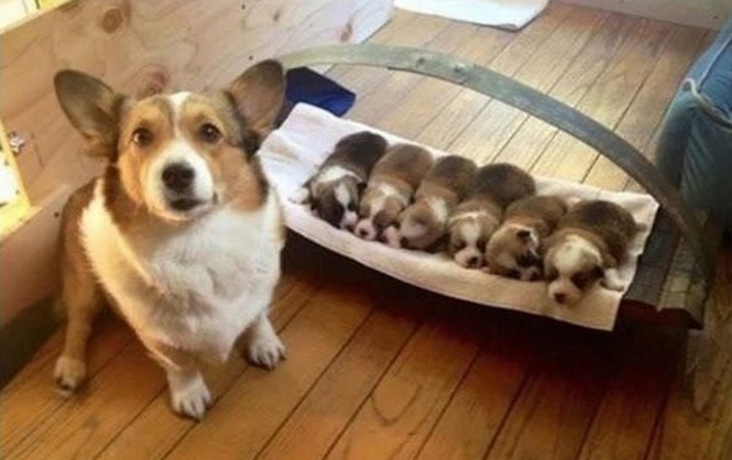 Tan chảy trái tim trước loạt ảnh chó mẹ “bỉm sữa” chăm đàn con thơ - ảnh 11