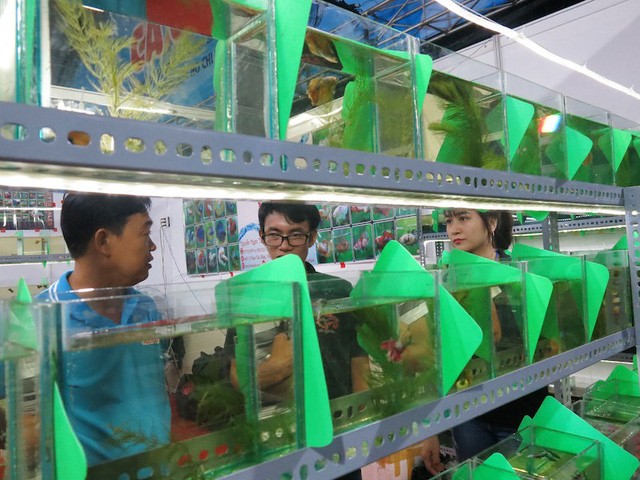 Lạ mắt với cá “xăm mình”, giá 800.000 đồng/con - ảnh 2