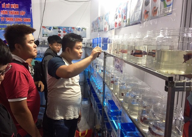 Lạ mắt với cá “xăm mình”, giá 800.000 đồng/con - ảnh 4