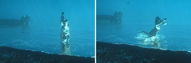 Clip khiến dân mạng tranh cãi: Thanh niên đang đi bộ dưới đáy biển thì lại nhảy tiếp xuống biển? - ảnh 3