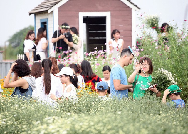 Giới trẻ Hà Nội chen nhau chụp ảnh cúc họa mi vào dịp cuối tuần - ảnh 2