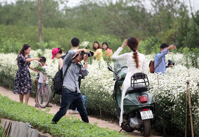 Giới trẻ Hà Nội chen nhau chụp ảnh cúc họa mi vào dịp cuối tuần - ảnh 6