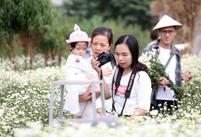 Giới trẻ Hà Nội chen nhau chụp ảnh cúc họa mi vào dịp cuối tuần - ảnh 10