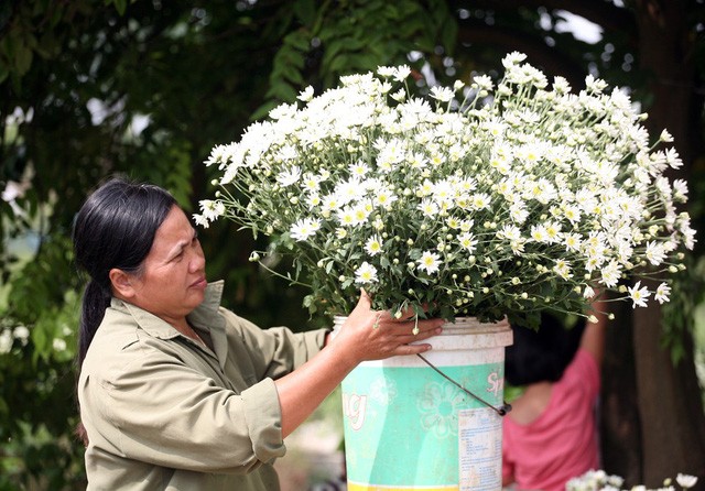 Giới trẻ Hà Nội chen nhau chụp ảnh cúc họa mi vào dịp cuối tuần - ảnh 13