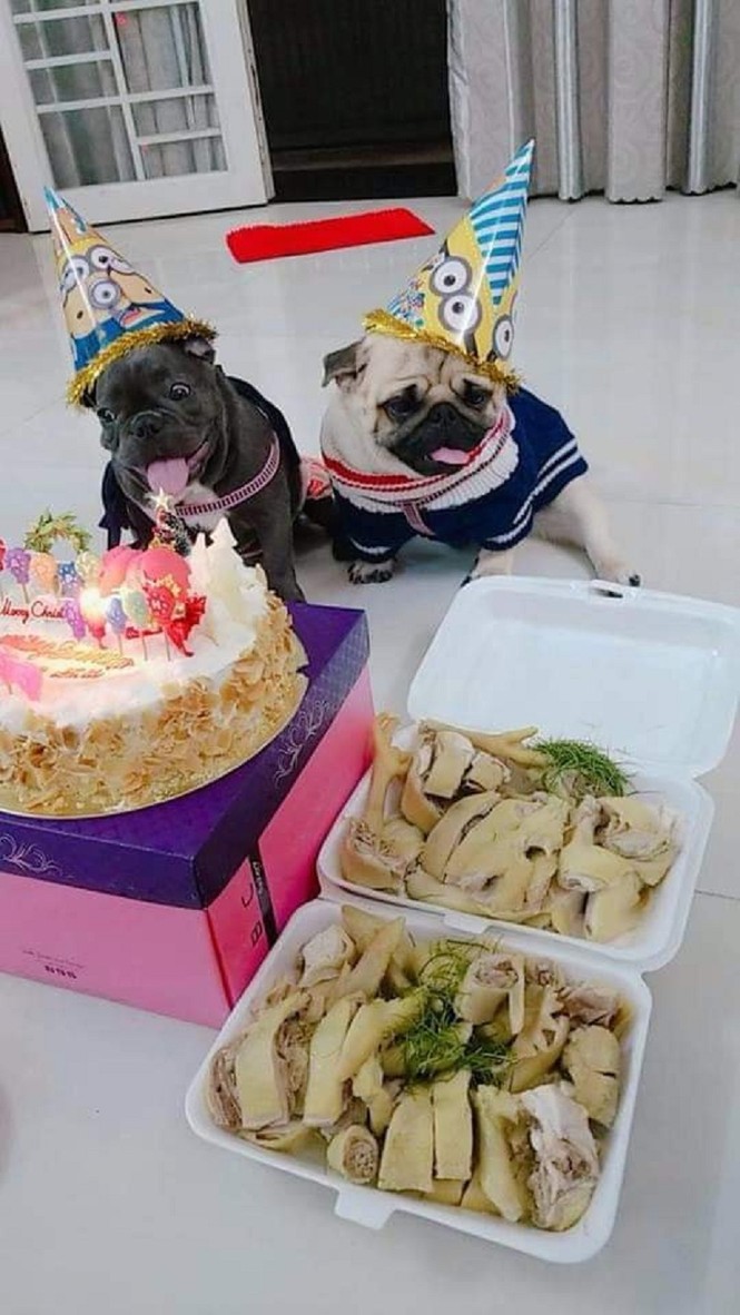 Chàng trai mua bánh kem, thịt gà để tổ chức sinh nhật cho cún cưng gây tranh cãi - ảnh 1