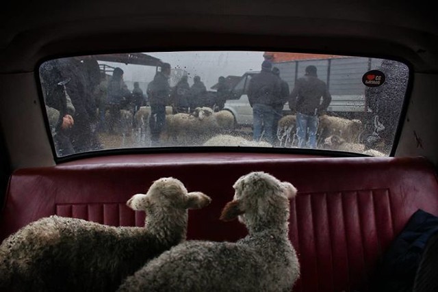 Những bức ảnh ấn tượng nhất trong cuộc thi nhiếp ảnh trên Instagram của National Geographic - ảnh 7