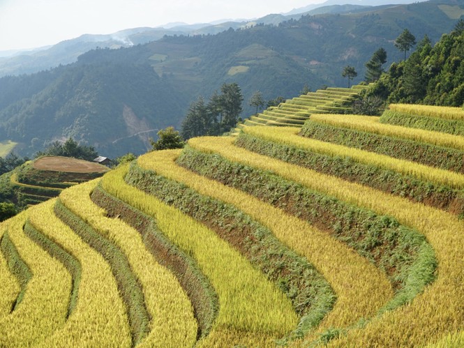 Đồi Móng Ngựa, điểm chụp lúa chín thu hút nhiếp ảnh gia ở Mù Cang Chải - ảnh 5