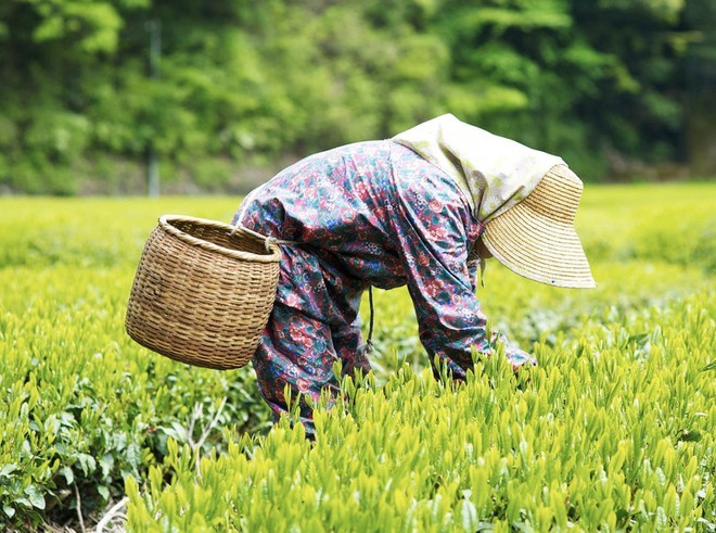 Làm việc tới biến dạng tay, thực tập sinh tại Nhật vẫn bị đuổi về nước - ảnh 2