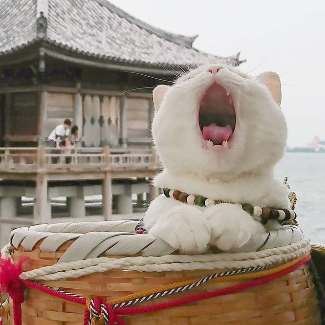 Ngôi đền ở Nhật có trụ trì là mèo béo ham ngủ - ảnh 3