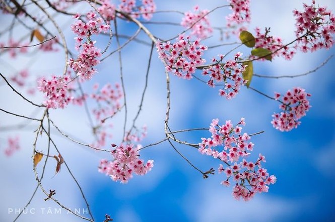 Hoa đào đầu mùa ở Đà Lạt nở rồi, hội mê xê dịch xách vali lên và đi ngay kẻo lỡ! - ảnh 2