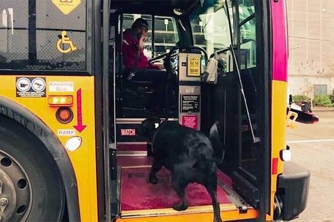 Cô chó thông minh biết tự đón xe bus