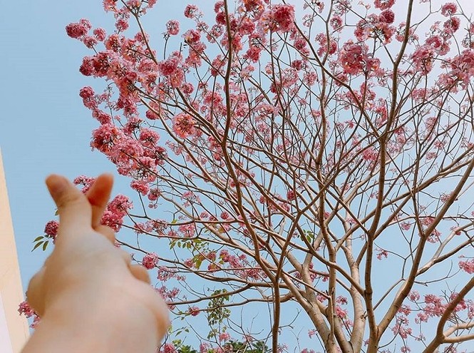 Kèn hồng ở Sóc Trăng nở rộ, đẹp xao xuyến tựa như phim Hàn Quốc - ảnh 2