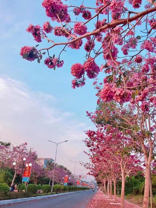 Kèn hồng ở Sóc Trăng nở rộ, đẹp xao xuyến tựa như phim Hàn Quốc - ảnh 8
