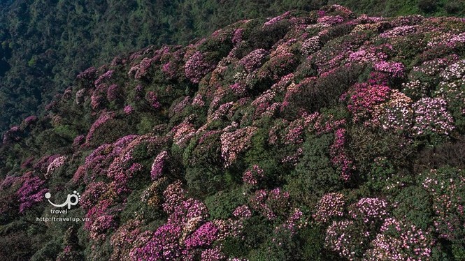 Hoa đỗ quyên trên đỉnh Putaleng vào mùa, dân mê trekking phấn khích rủ nhau đi thưởng ngoạn - ảnh 3
