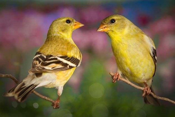 Mê mẩn những loài chim tuyệt đẹp với bộ lông rực rỡ sắc màu - ảnh 16
