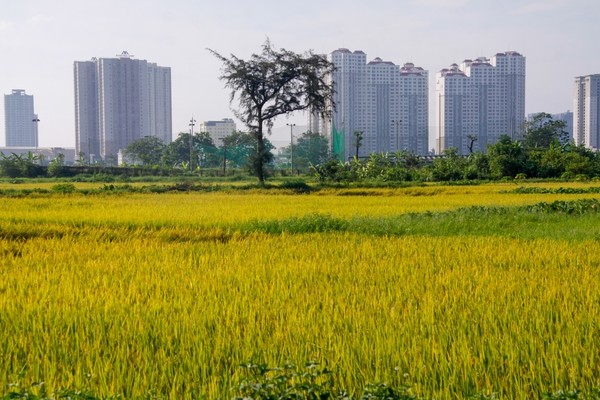 thu hoạch lúa cạnh cao ốc - ảnh 11