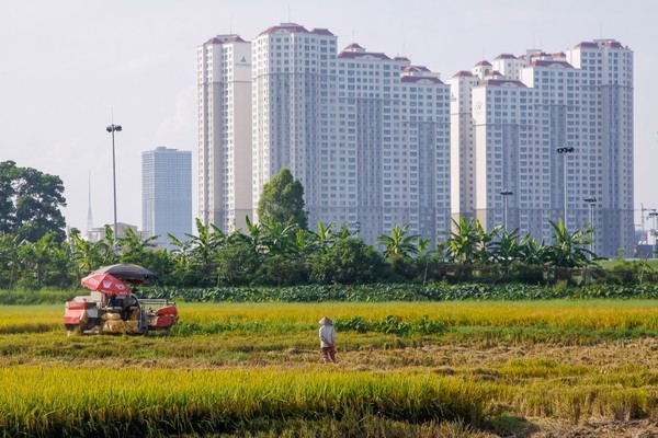 thu hoạch lúa cạnh cao ốc - ảnh 1