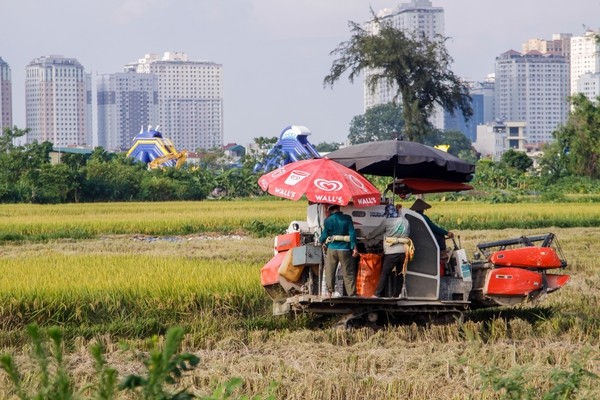 thu hoạch lúa cạnh cao ốc - ảnh 2