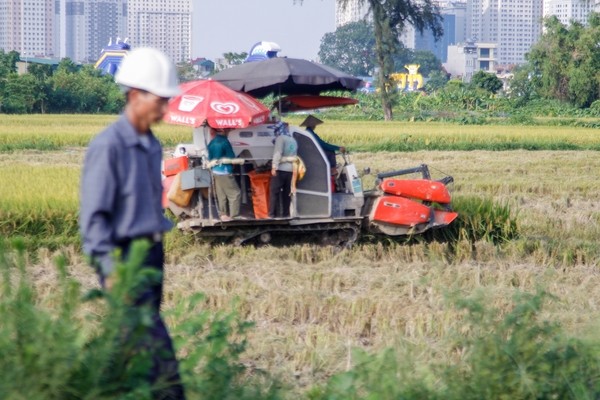thu hoạch lúa cạnh cao ốc - ảnh 3