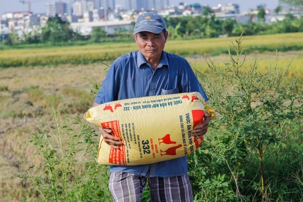 thu hoạch lúa cạnh cao ốc - ảnh 5
