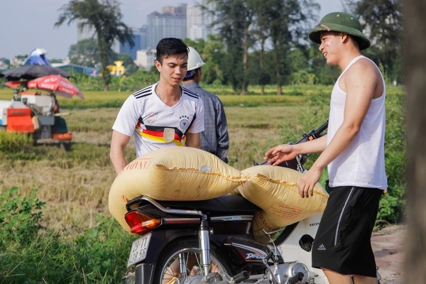 thu hoạch lúa cạnh cao ốc - ảnh 6