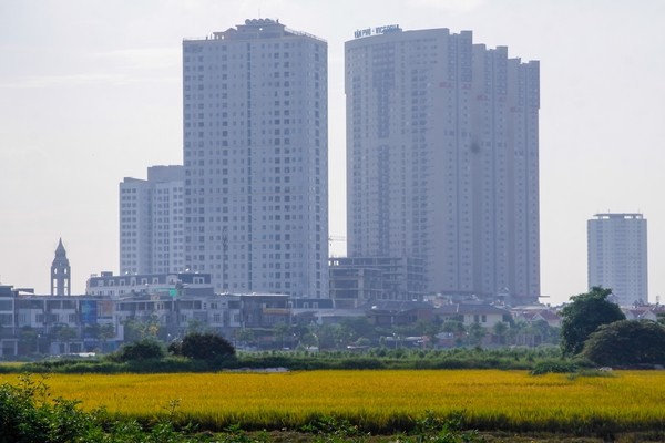 thu hoạch lúa cạnh cao ốc - ảnh 7