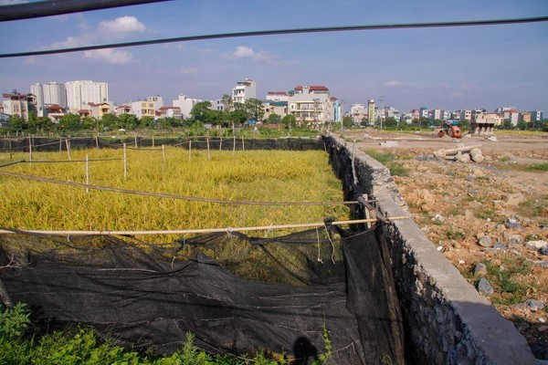 thu hoạch lúa cạnh cao ốc - ảnh 9