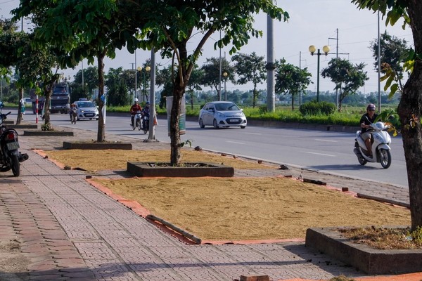 thu hoạch lúa cạnh cao ốc - ảnh 10