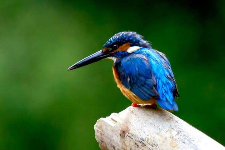 Mê mẩn những loài chim tuyệt đẹp với bộ lông rực rỡ sắc màu - ảnh 10