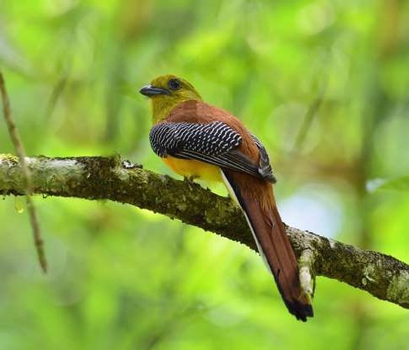 Mê mẩn những loài chim tuyệt đẹp với bộ lông rực rỡ sắc màu - ảnh 13