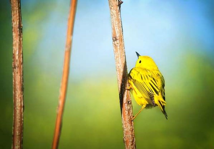 Mê mẩn những loài chim tuyệt đẹp với bộ lông rực rỡ sắc màu - ảnh 14
