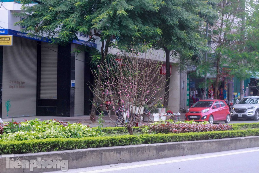 Hoa đào nở rực rỡ trên dải phân cách đường Hà Nội - ảnh 11