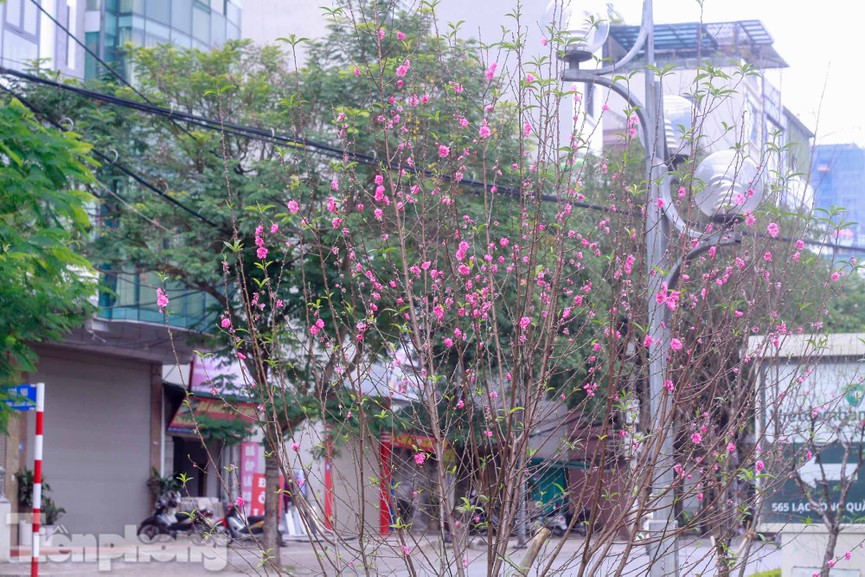 Hoa đào nở rực rỡ trên dải phân cách đường Hà Nội - ảnh 13