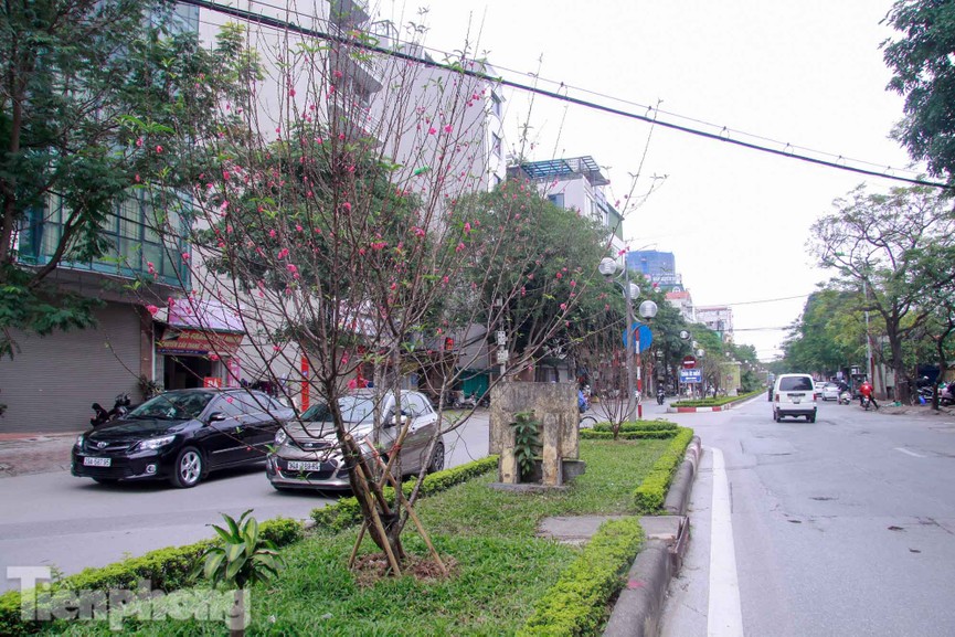 Hoa đào nở rực rỡ trên dải phân cách đường Hà Nội - ảnh 1