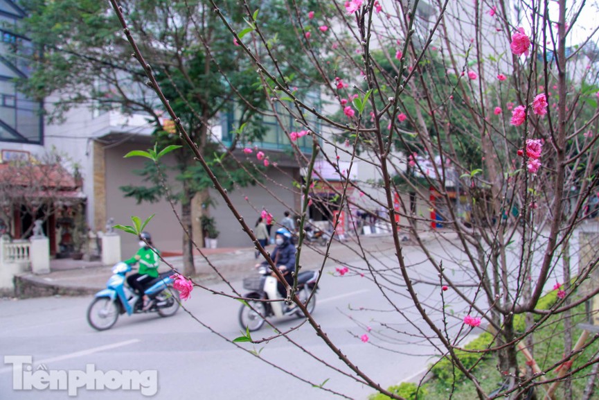Hoa đào nở rực rỡ trên dải phân cách đường Hà Nội - ảnh 2