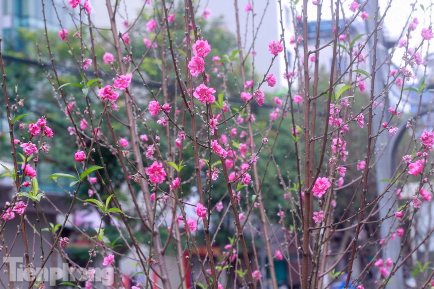 Hoa đào nở rực rỡ trên dải phân cách đường Hà Nội - ảnh 3