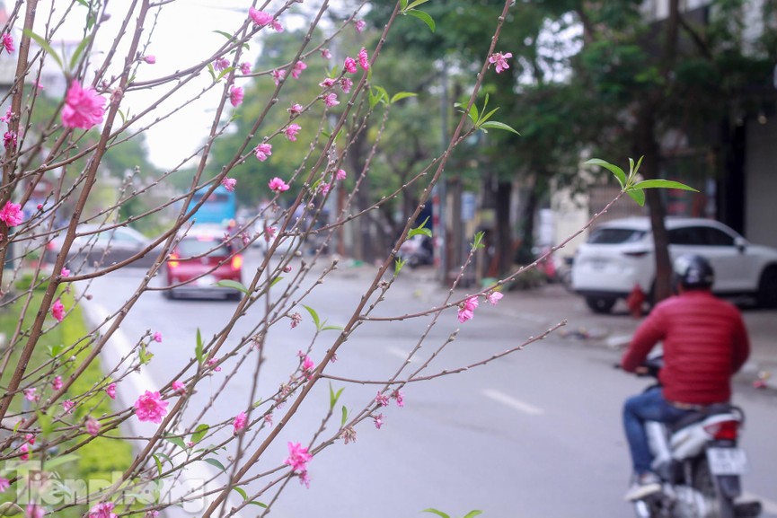 Hoa đào nở rực rỡ trên dải phân cách đường Hà Nội - ảnh 6