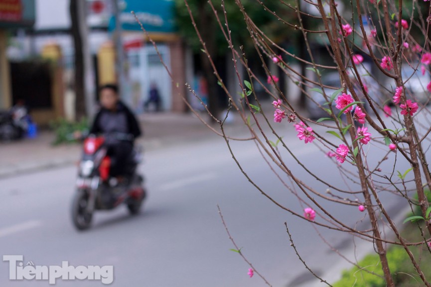 Hoa đào nở rực rỡ trên dải phân cách đường Hà Nội - ảnh 9