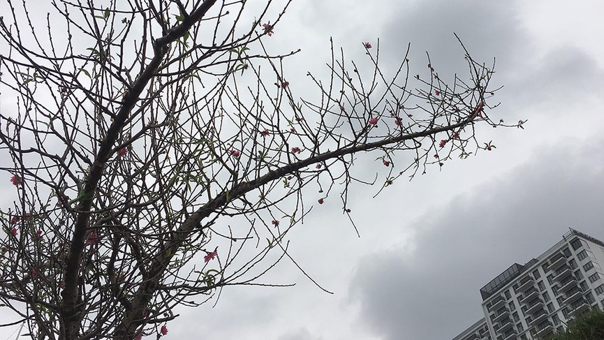Hoa đào bung nở trong giá rét, khoe sắc trên phố Hà Nội - ảnh 1