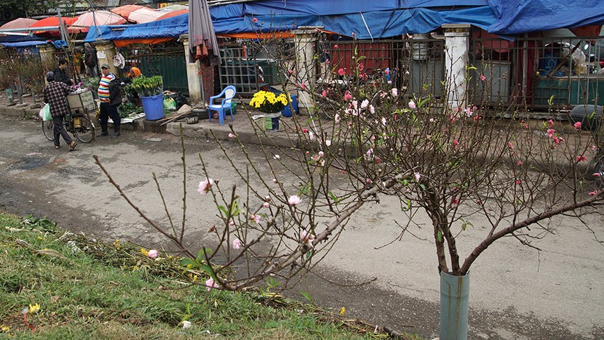Hoa đào bung nở trong giá rét, khoe sắc trên phố Hà Nội - ảnh 6