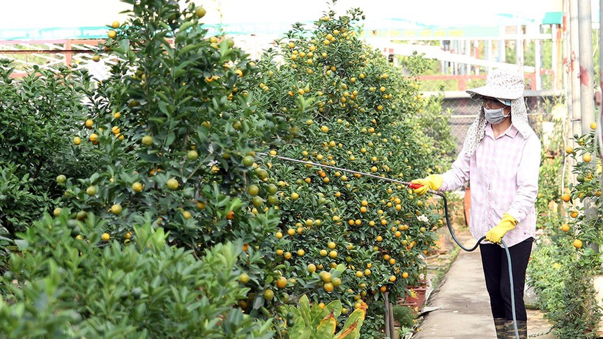 Lợn đất 'cõng' quất bonsai giá bạc triệu chơi Tết ở Hà Nội - ảnh 11