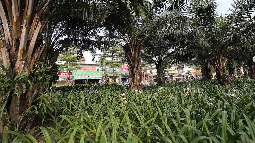 Giữa ngày nắng đổ lửa Hà thành, 'thiên đường' bóng mát là đây - ảnh 12