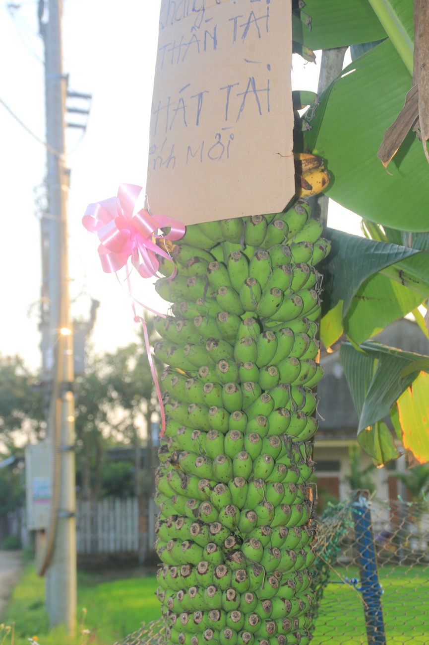Laj lùng buồng chuối ra trái