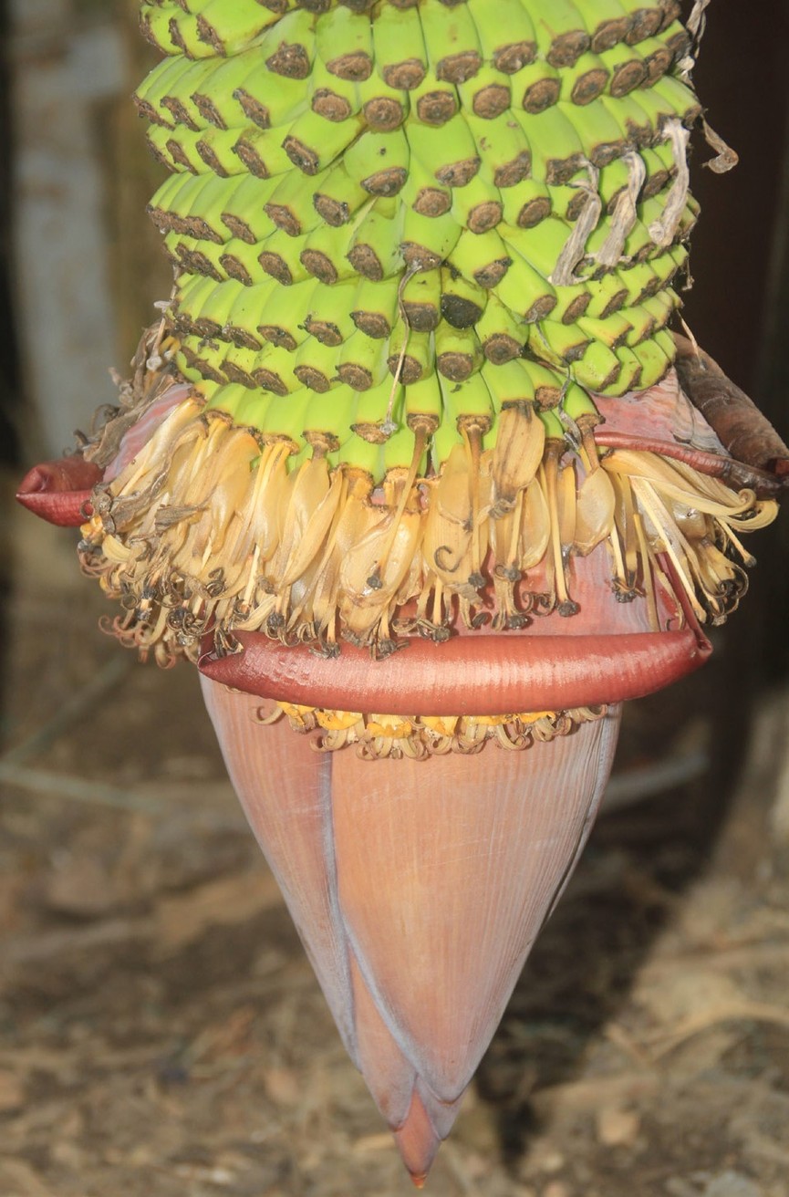 Laj lùng buồng chuối ra trái